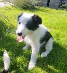 Border Collie- szczeniaczek- Suczka Zea- chip, rodowód, WKU,PPK