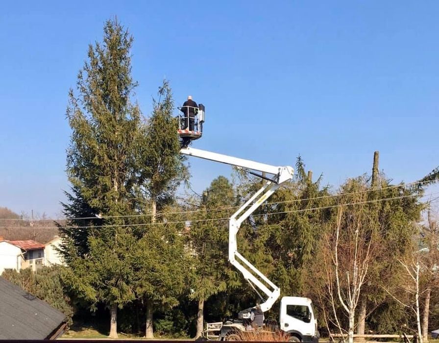 Wycinka drzew z użyciem podnośnika koszowego
