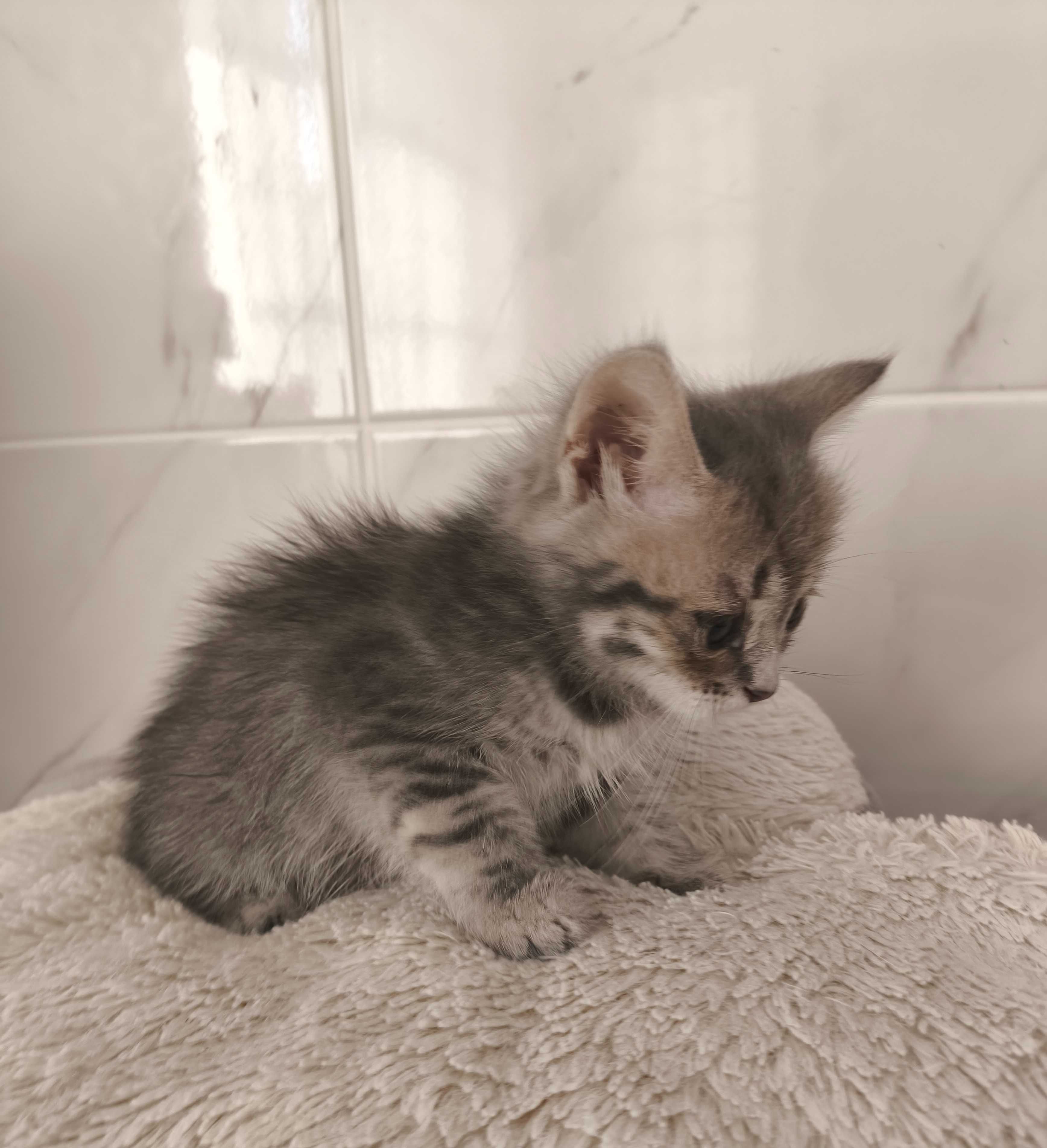 Дарую милих кошенят