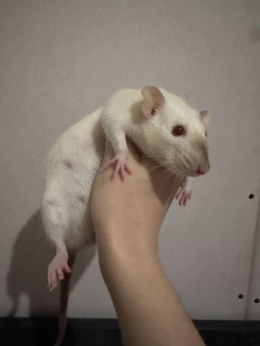 Пацюки декоративні 2 самки