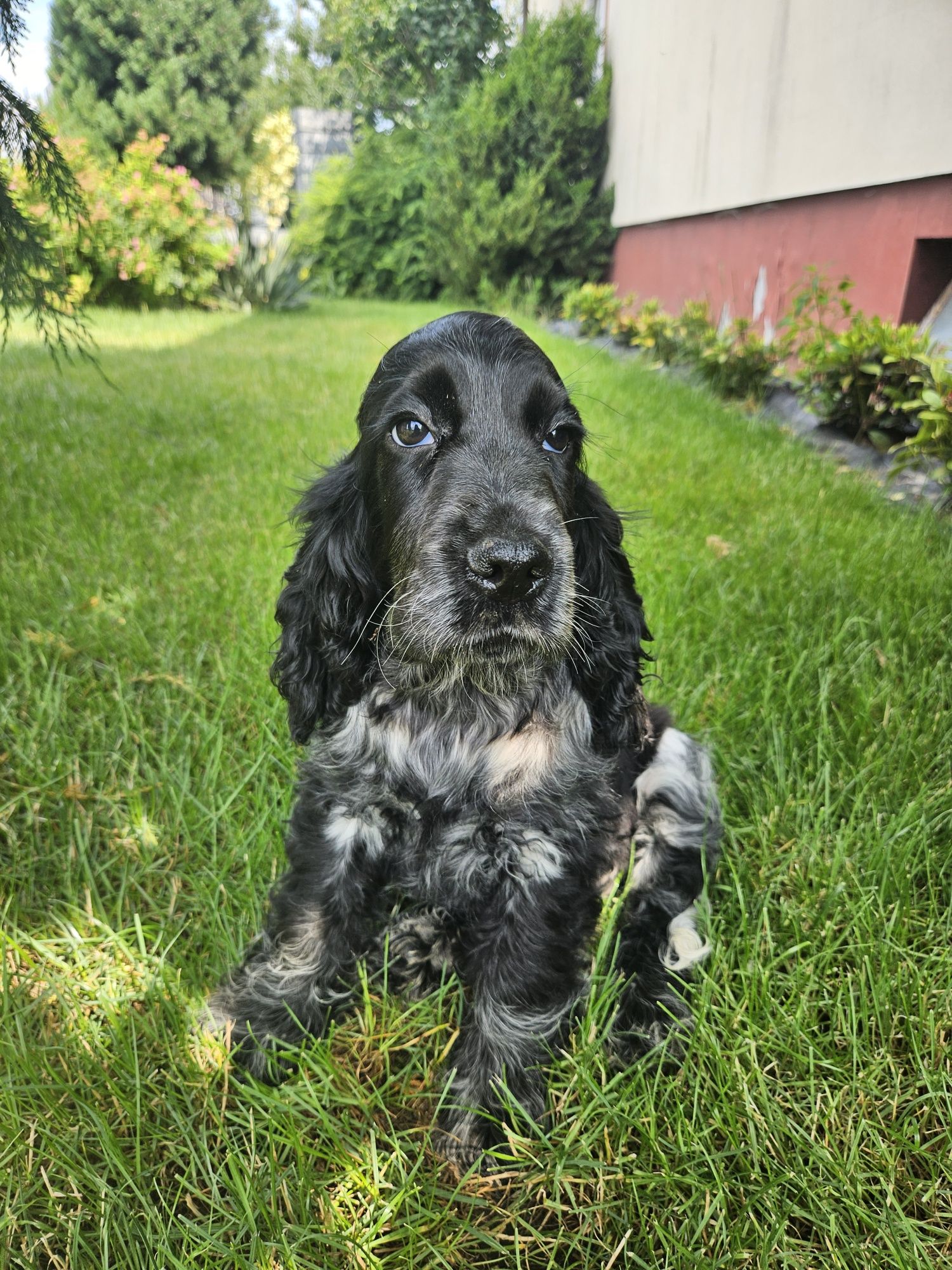 Oskar Cocker spaniel Angielski