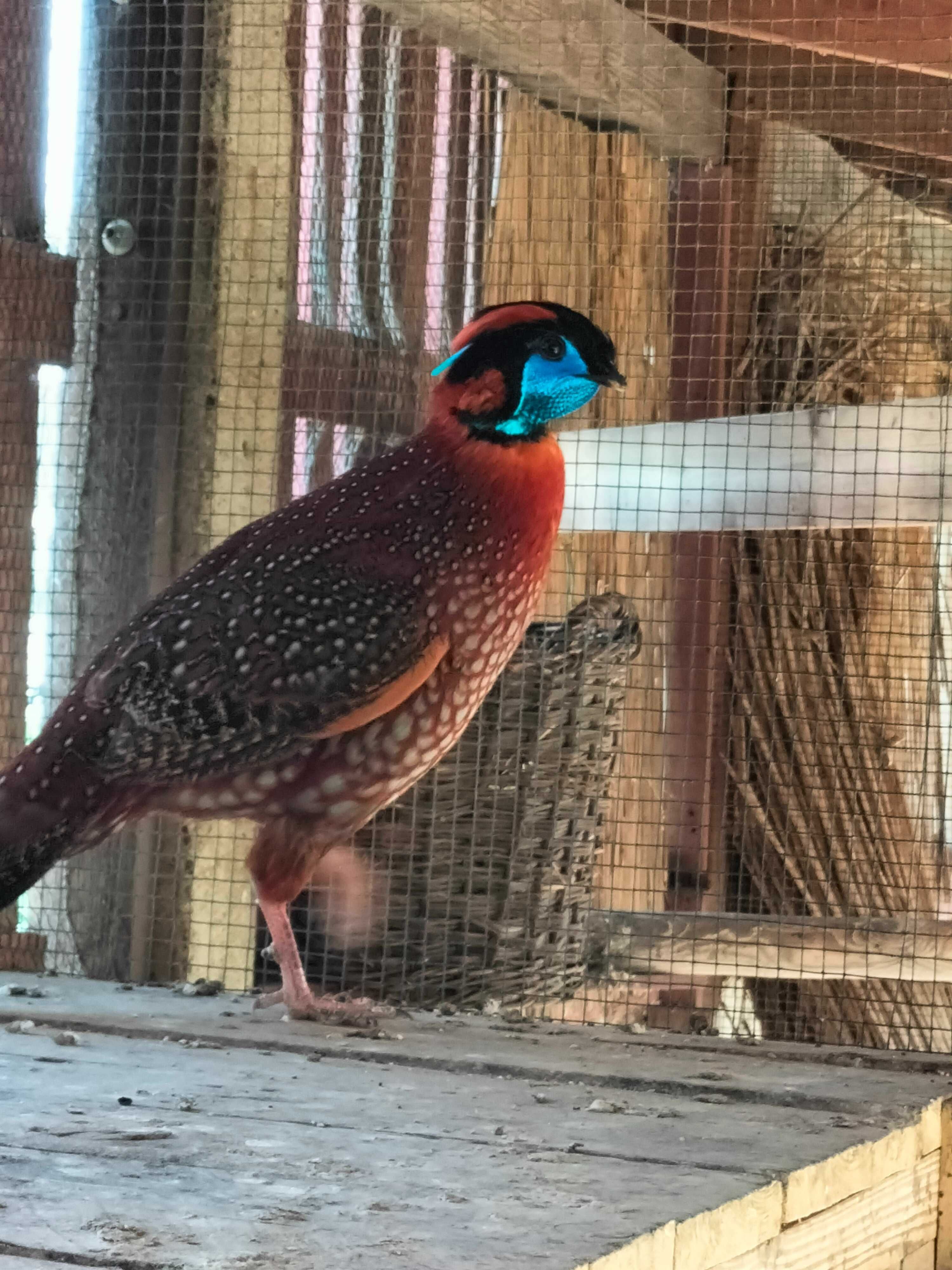 Tragopan tyminek