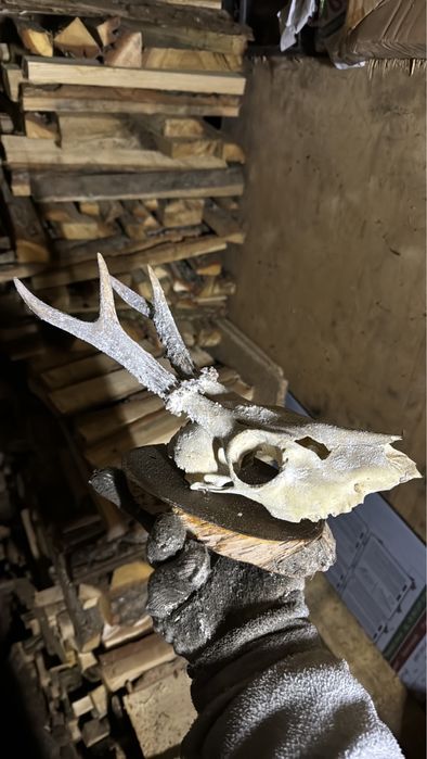 Роги косулі не лаковані з медальйонами