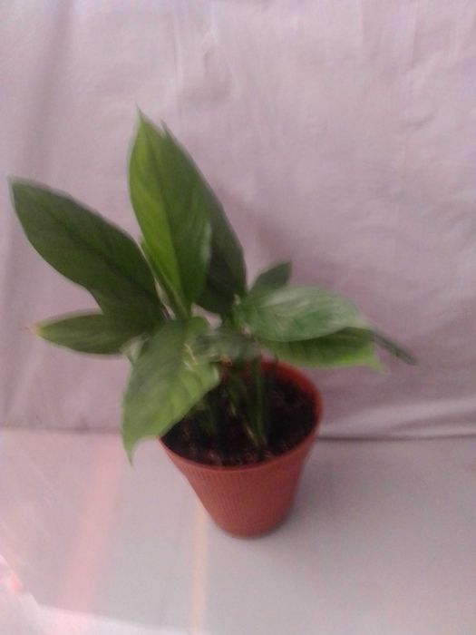 Plantas de interior/exterior