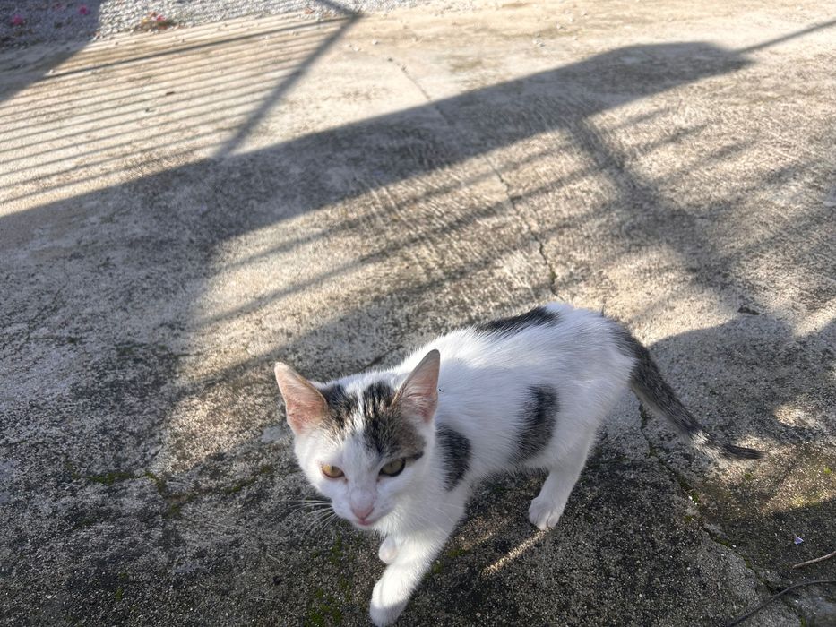 Gata 3 meses para adoção