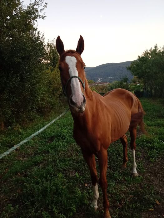 Para venda cavalo PSI