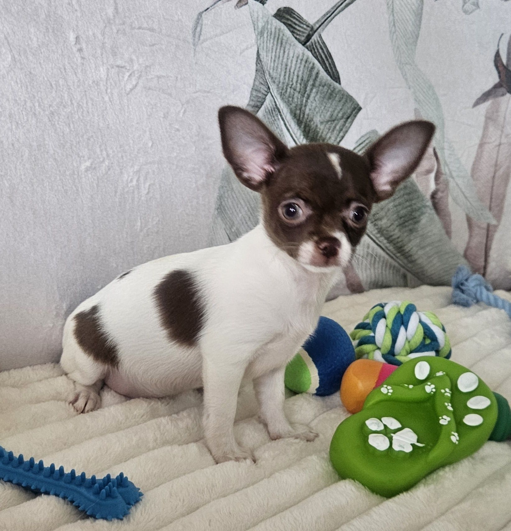 Chihuahua śliczna biało czekoladowa suczka gotowe do odbioru