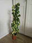Philodendron brazil na paliku z mchu