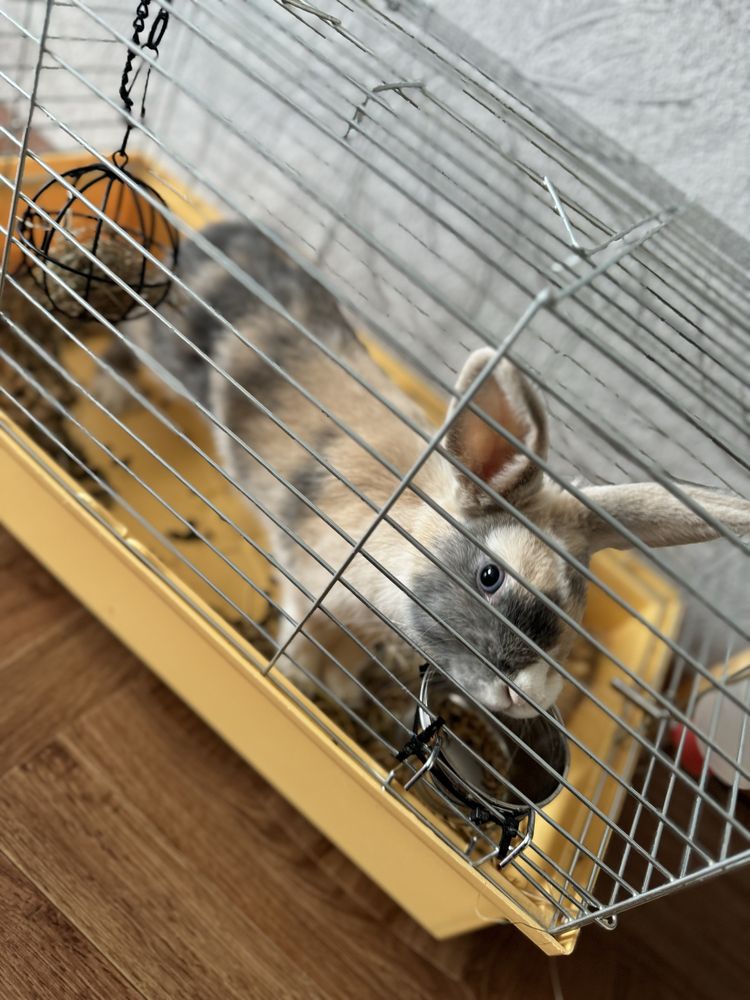 Продам карликового кролика з кліткою.