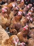 Kury Nioski młode z pierwszym jajkiem.Rosa Messa Leghorn Dominant.