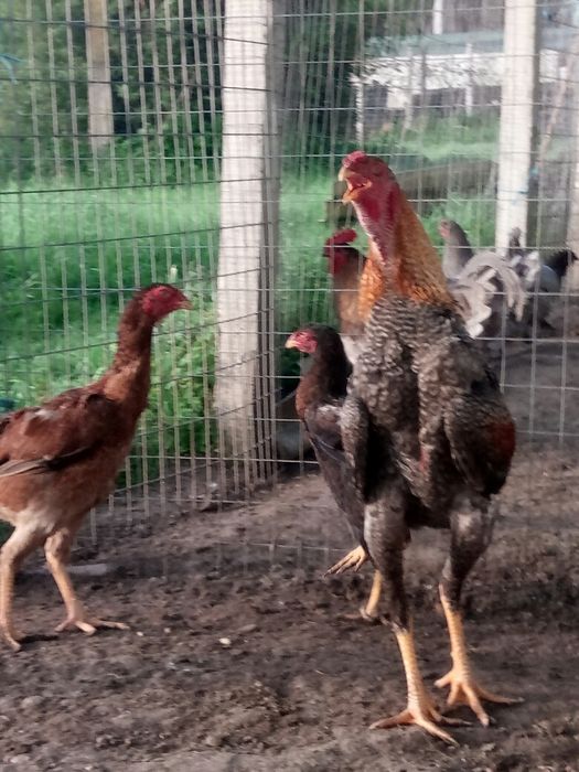 Ovos de índio gigante brasileiro