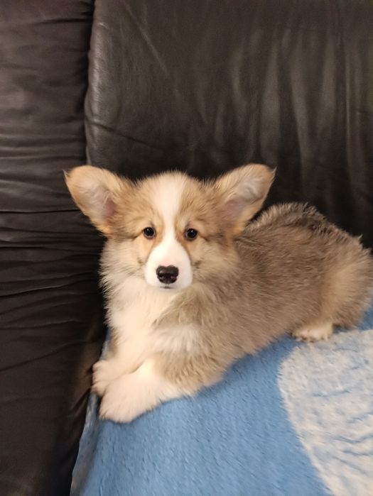 Piesek Welsh Corgi Pembroke
