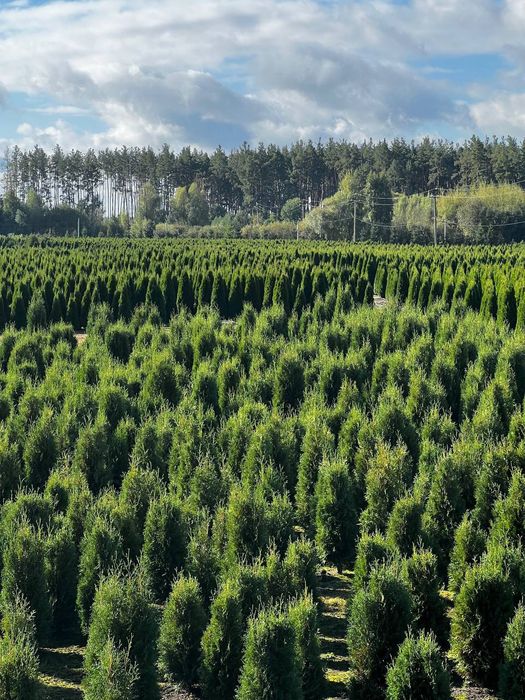 Туї Смарагд, Туя Даніка, туі Колумна