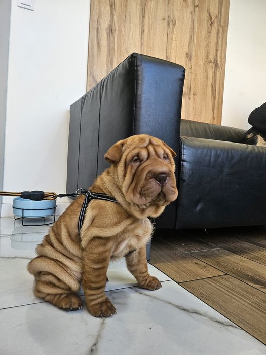 Shar pei dziewczynka