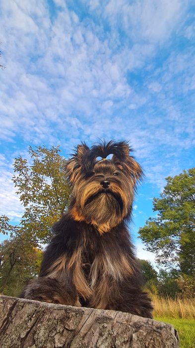 Yorkshire terrier Disney