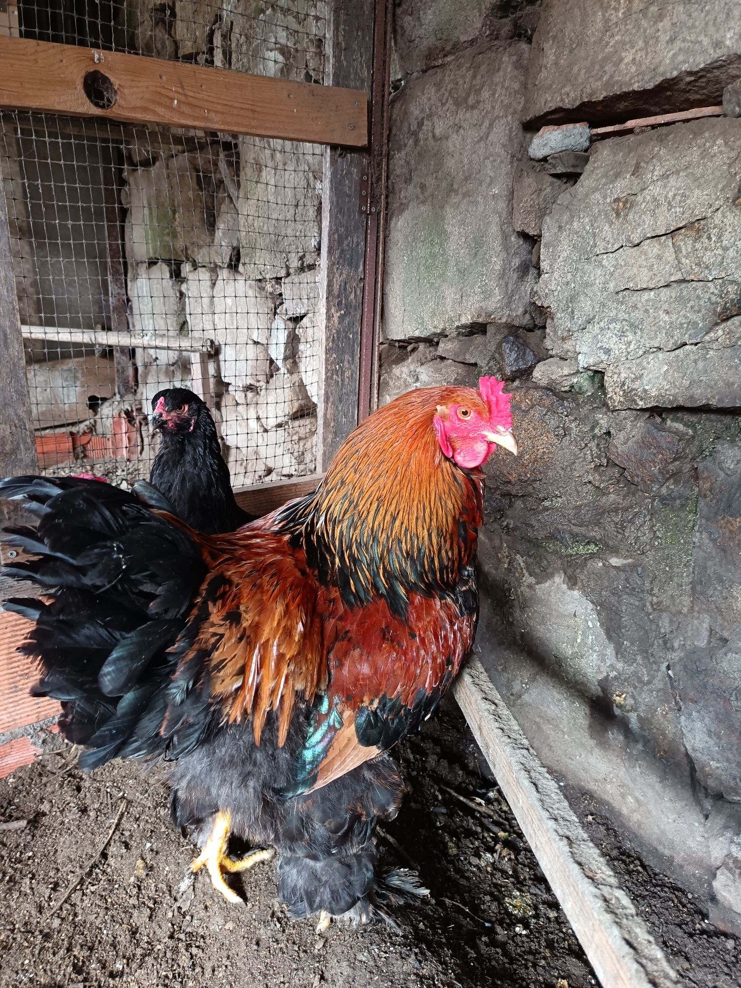 Galo brahma galo