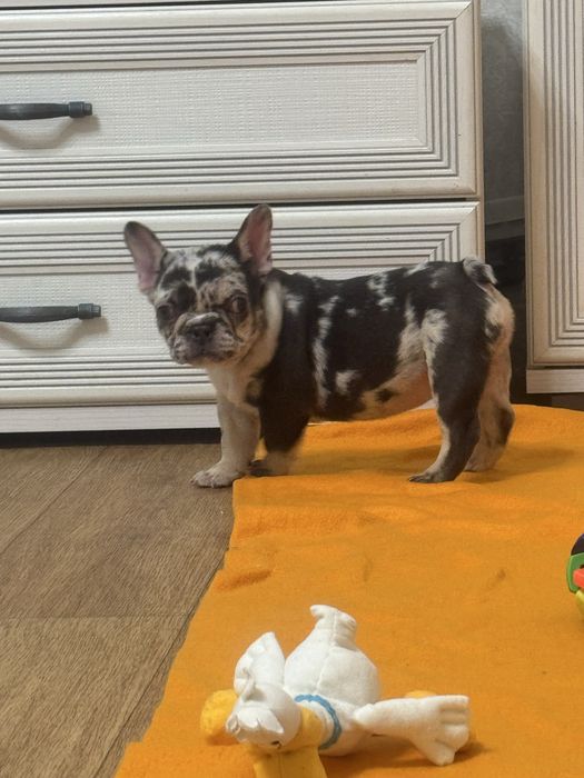 Шоколадна мерле з підпалом міні крихітка