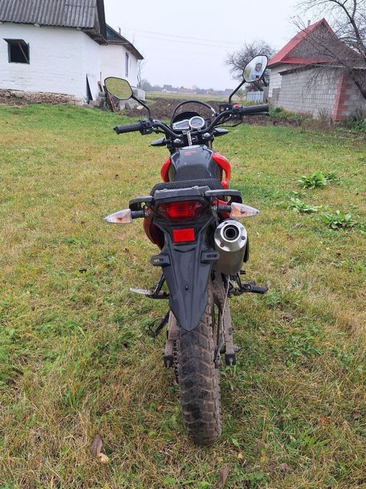 Продам лонсін прус