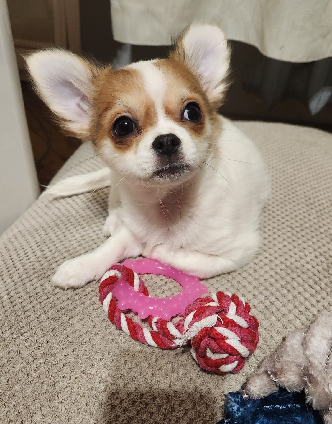 Piesek chihuahua