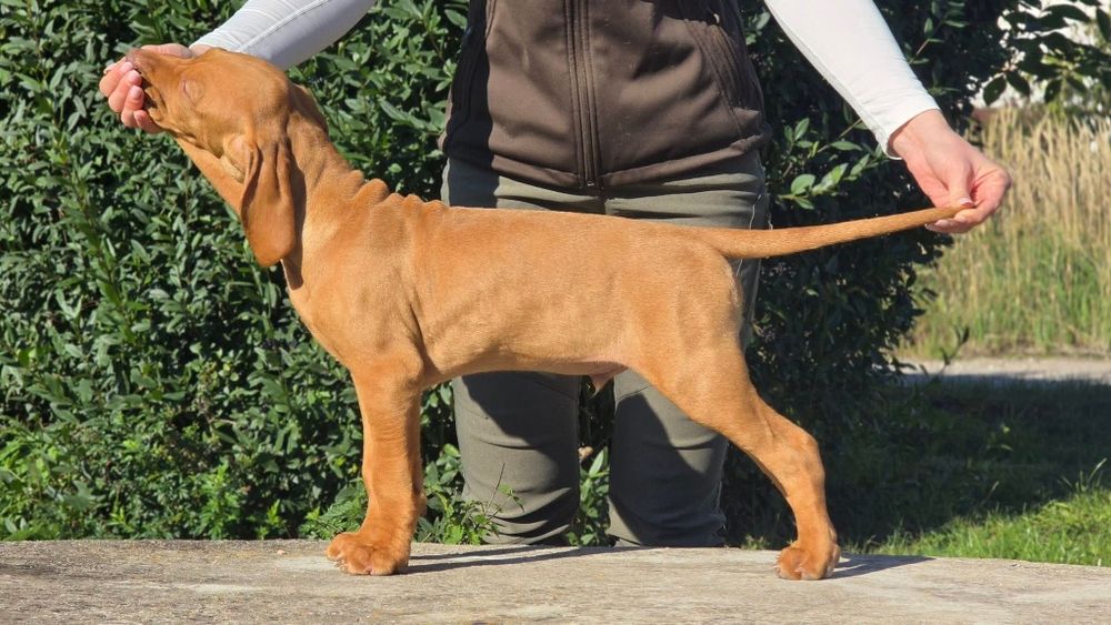 WYŻEŁ Węgierski Krótkowłosy [ZKwP /FCI] gotowy do odbioru