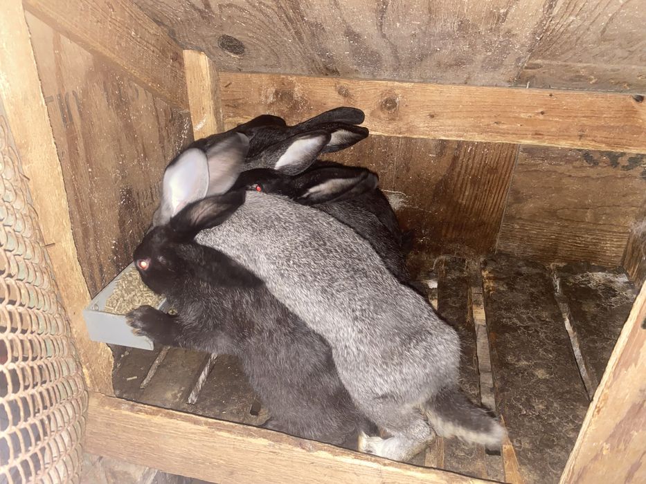 Продам кроликів.