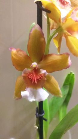 орхидея Камбрия рыжего цвета.