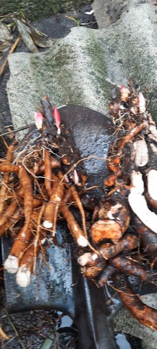 Квіти піони трав'янисті , кущики, саджанці