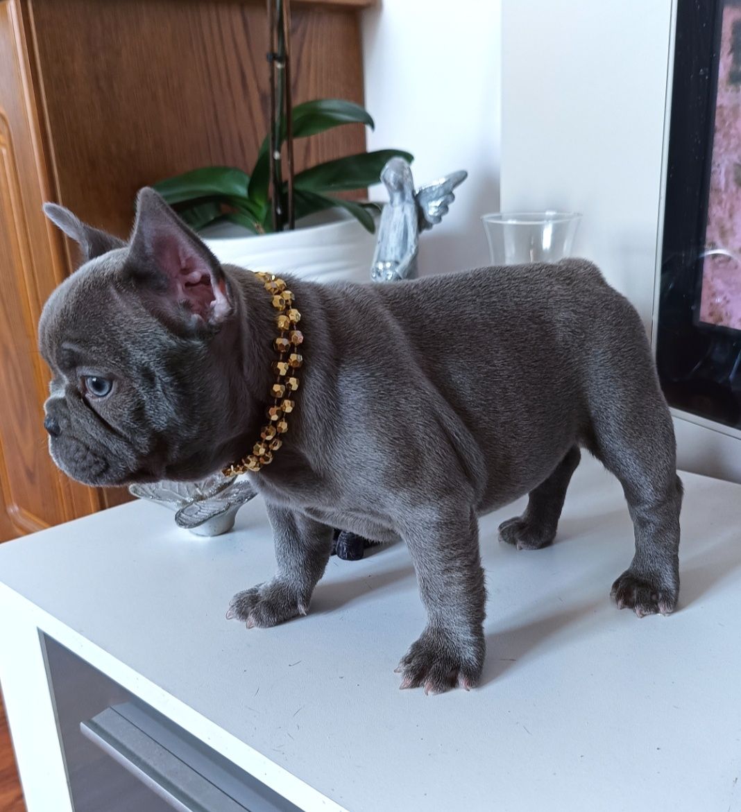 Buldog francuski Lilac