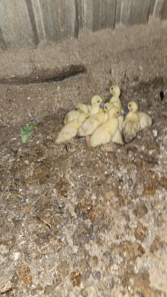 Patos com uma semana