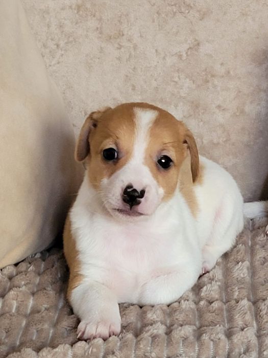 Jack Russell Terrier