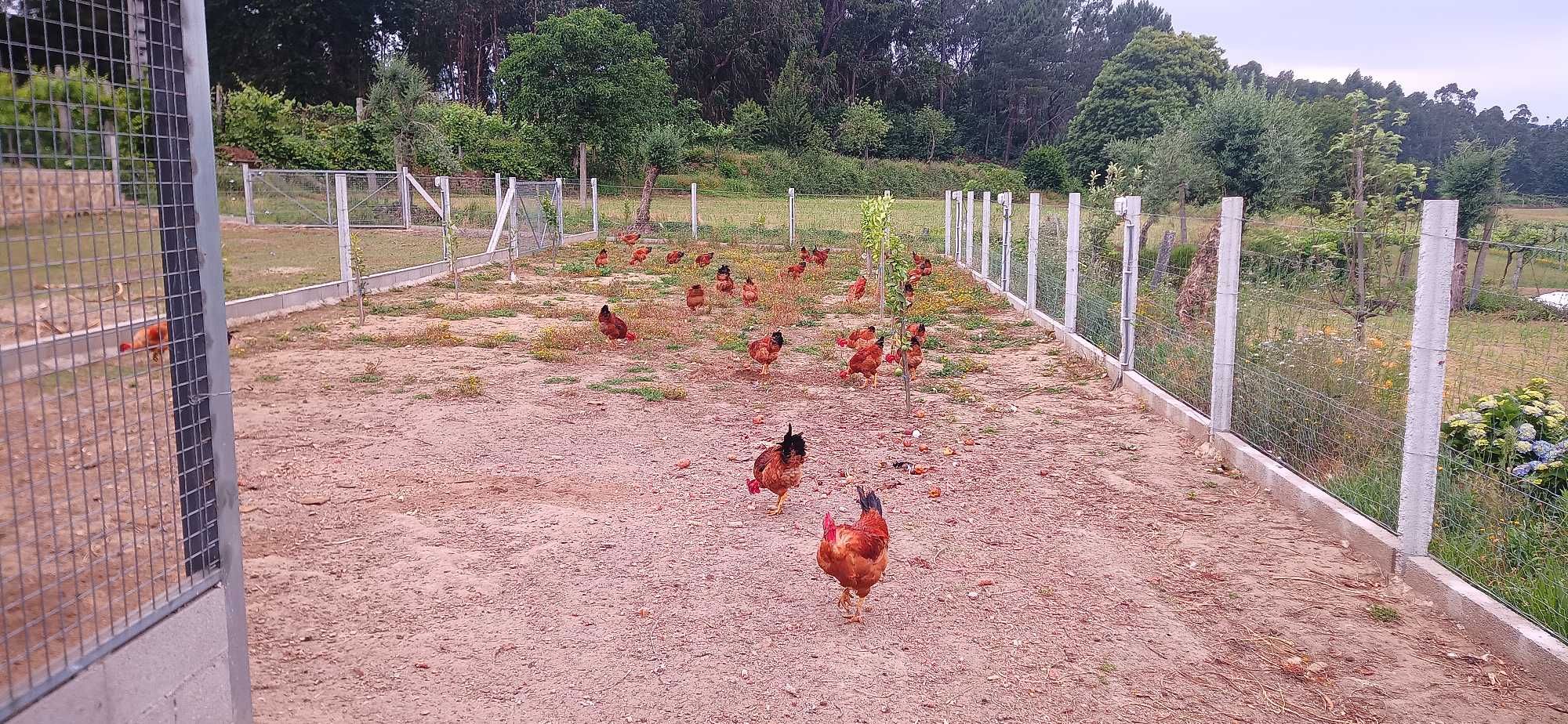 Galos vermelhos carecas