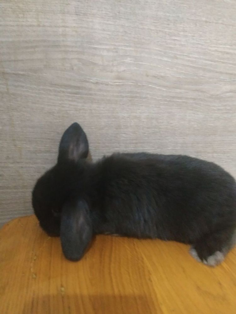 Кролик міні Лоп , міні кролик, карликовий кролик