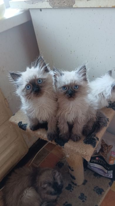 Кошенята Невська маскарадна 2 міс