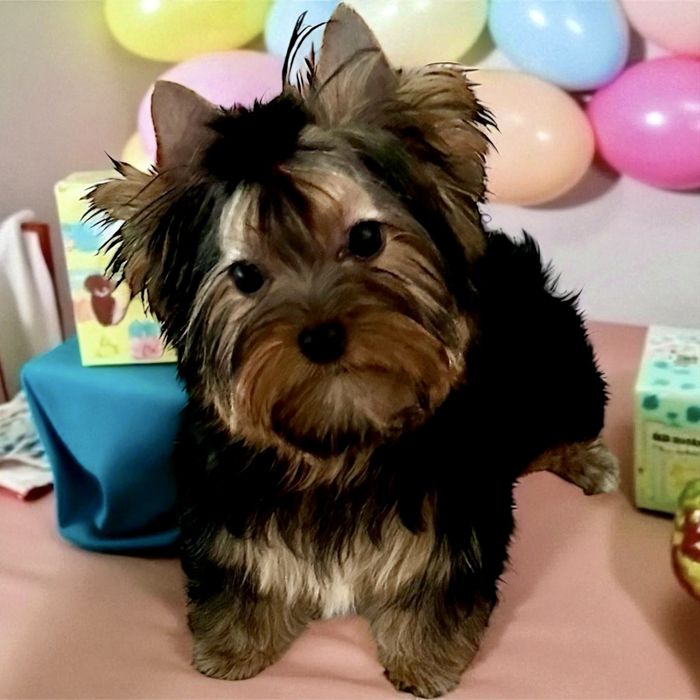 York Black and tan - Biewer - cudna i radosna malutka suczka