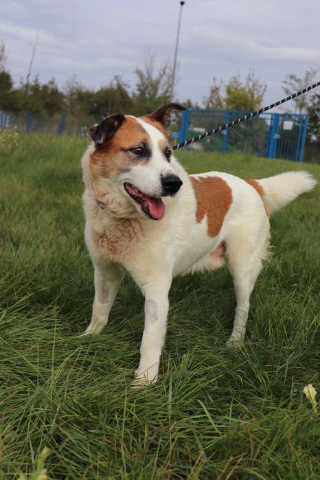 Gacunia szuka domku | 3-nogi