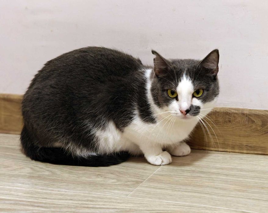 Без надії сподіваюсь — це на жаль, реальність кицюні Сірі