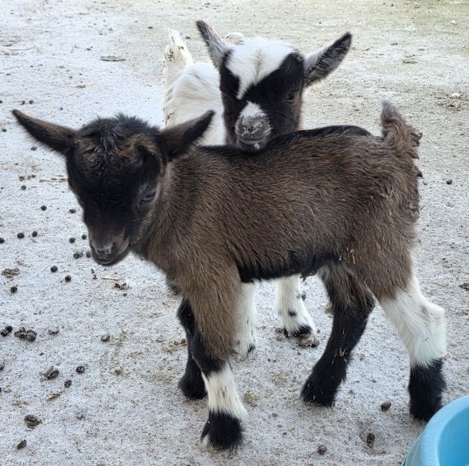 Cabrito micro anão castanho