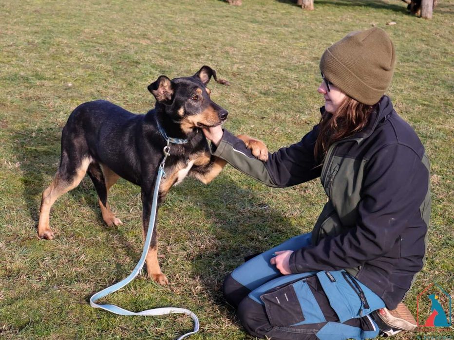 Delikatna, spokojna, spragniona miłości, uczuciowa sunia - adoptuj