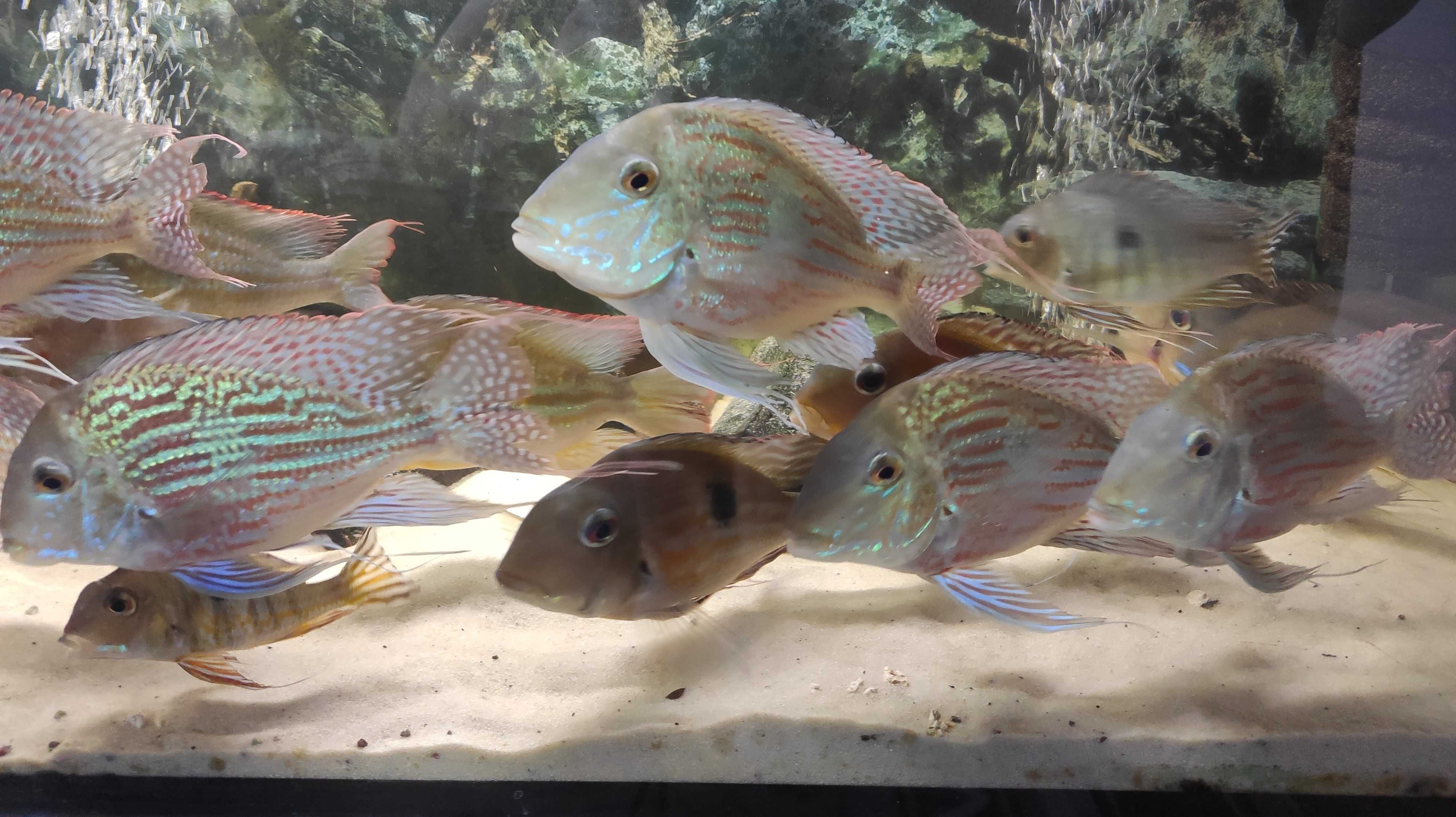 Ziemojady Geophagus Sveni