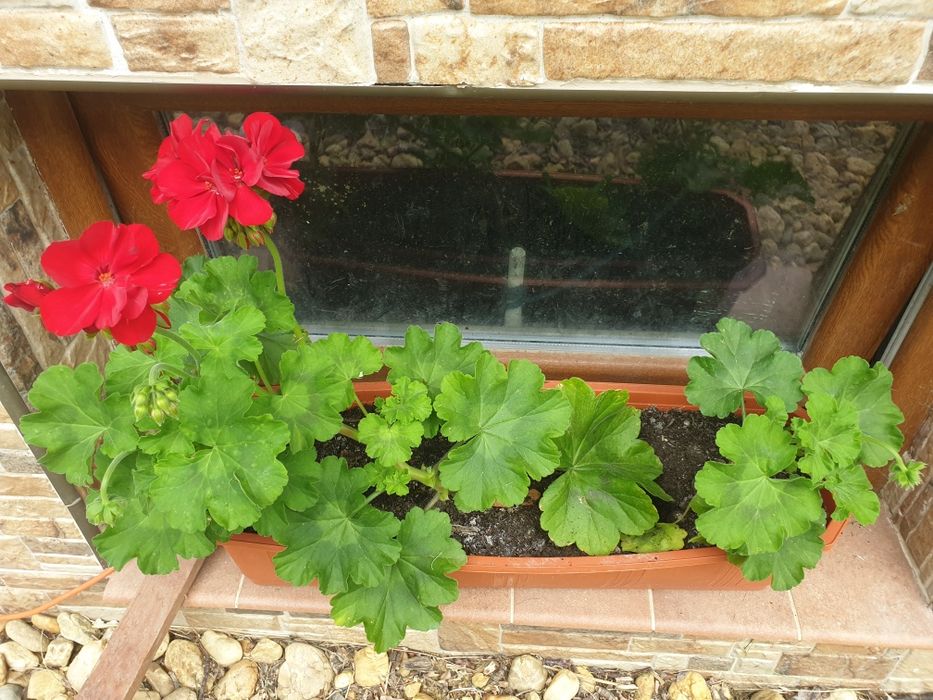 Trzy pelargonie .