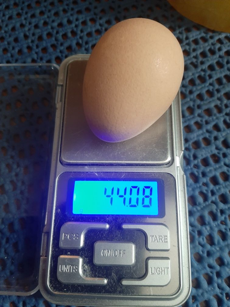 Цесарки , інкубаційне яйце .инкубационное яйцо цесарки.