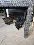 Maltipoo czarne 10tyg
