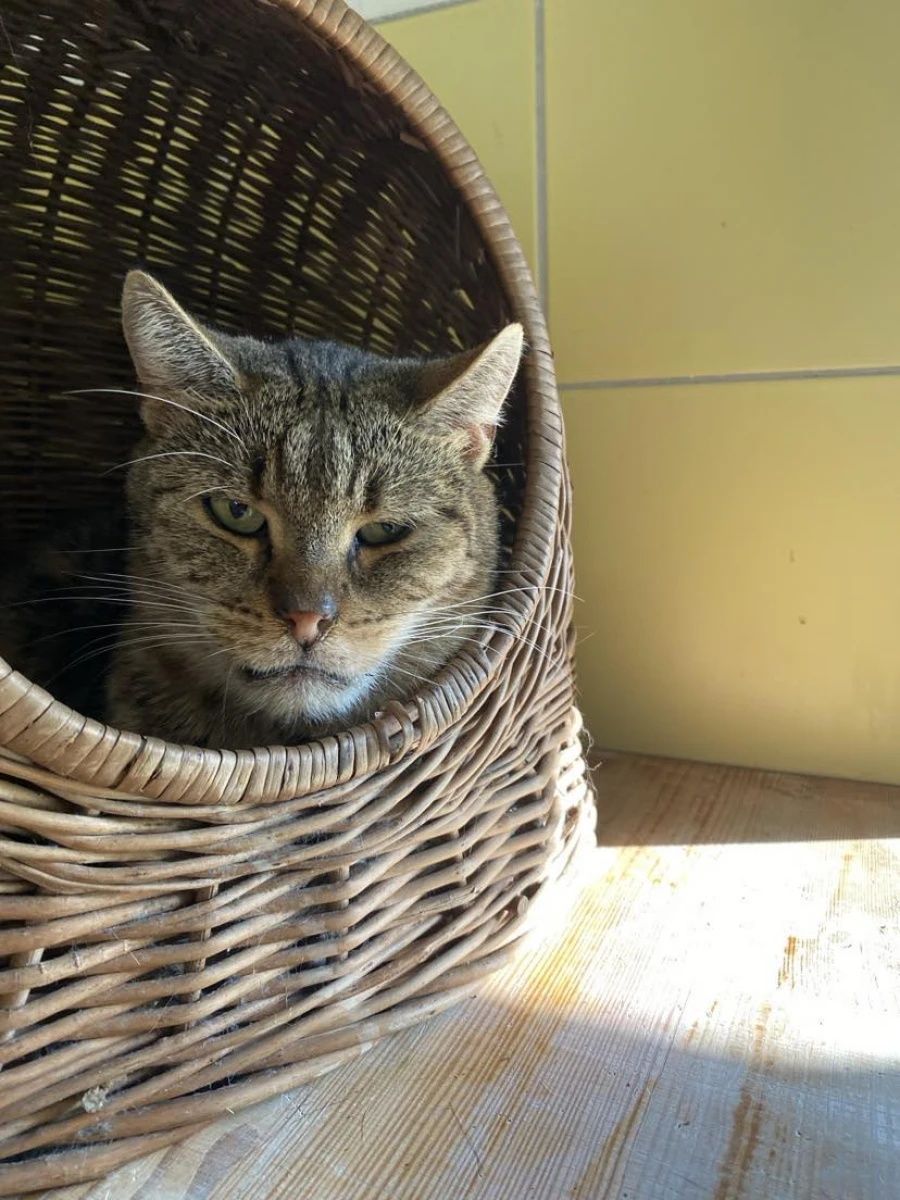 Kocurek Leo do adopcji od 5lat!