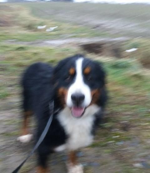 Berneński pies pasterski berneńskie z metryką i czipem