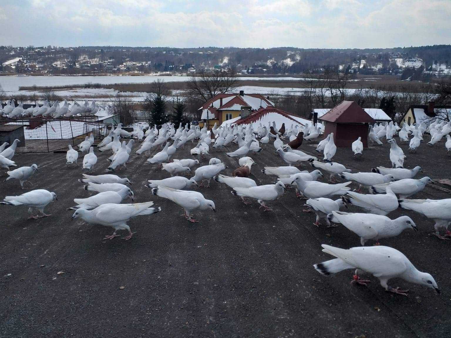 Srebrniak polski lotny, srebrniaki składowe