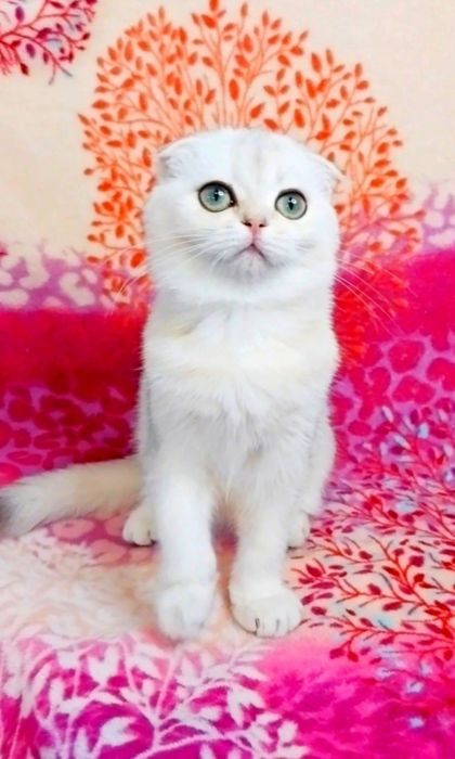 Надзвичайно ніжна зеленоока красуня