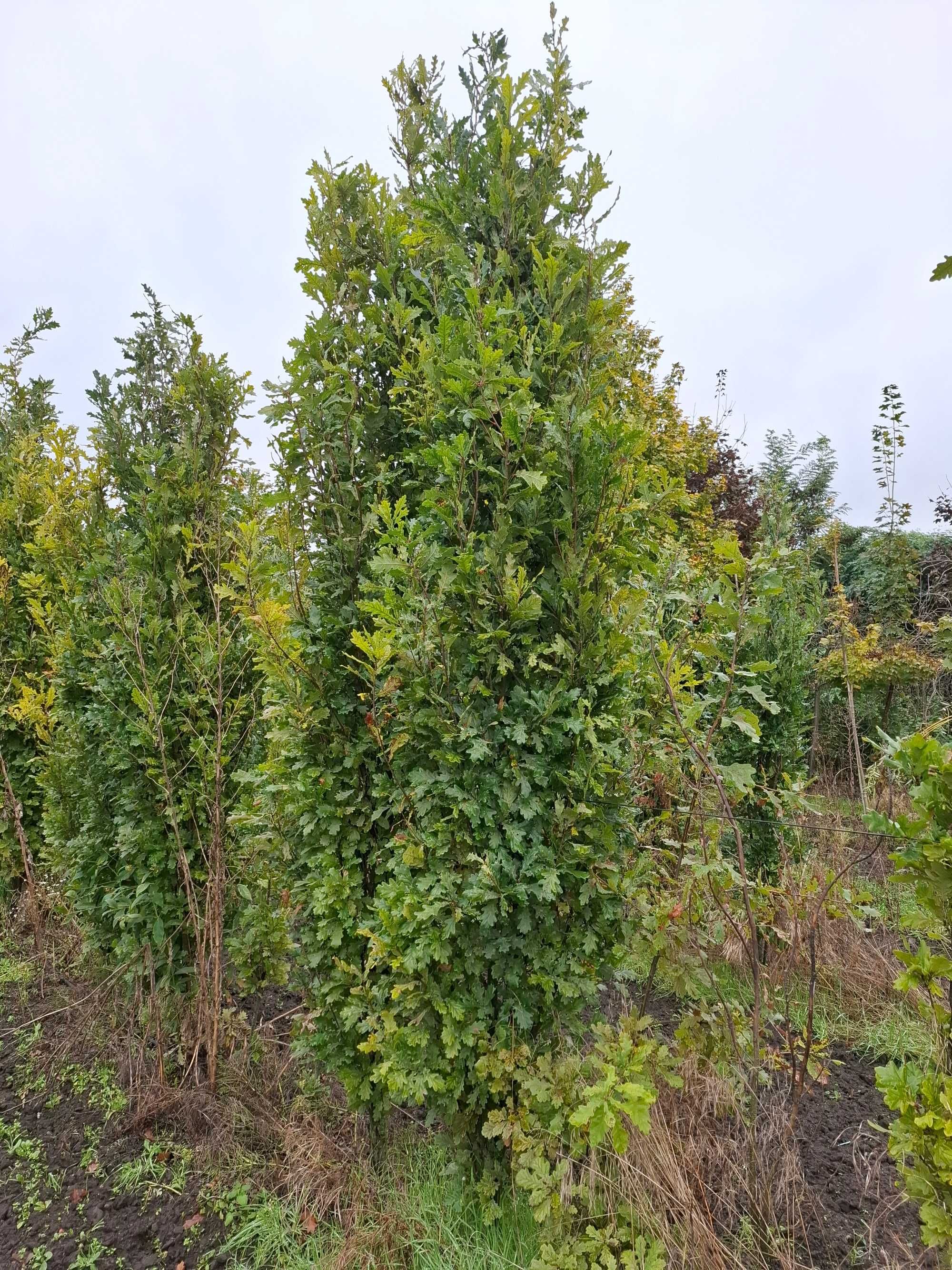 dąb szypułkowy Fastigiata, Quercus robur `Fastigiata` -