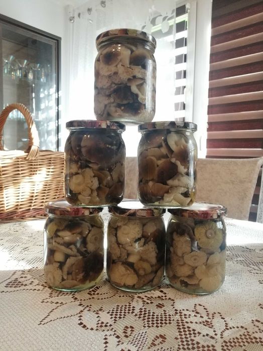 Gąski marynowane 540ml