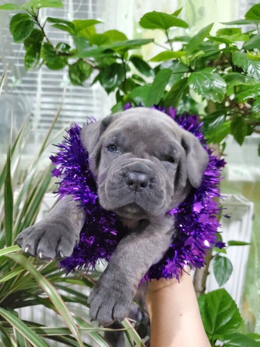 Клубные щенки cane-corso Italiano.