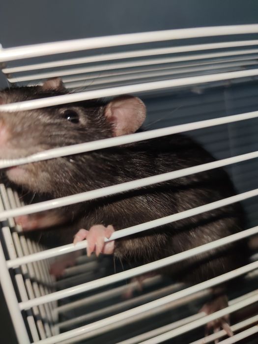 Крысы Дамбо. С клеткой